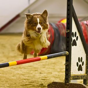 Pfoten hoch und hopp