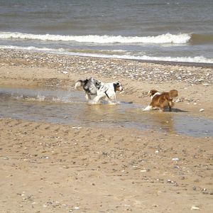 Duke und Fame in Dänemark