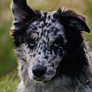 abgeschnittenes Ohr aber trotzdem schön