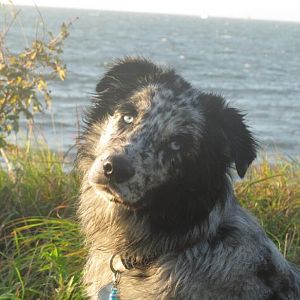 lustig guckender Elmo