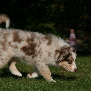 Cooper beim Schnüffeln