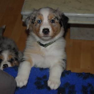 Mit acht Wochen bei der Züchterin