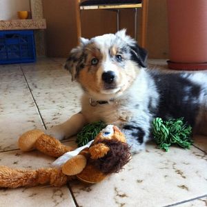 All die neuen Spielzeuge