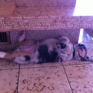 Unter dem Kaminsims fühle ich mich am wohlsten