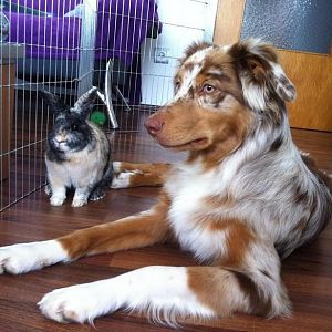 cookie und sein kleiner freund