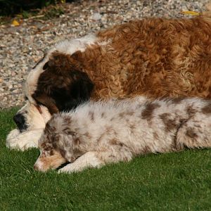 Hier kuschelt er mit der Bernhardiner Hündin Nena.