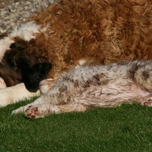 Nena und Cooper verstehen sich sehr gut.