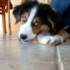 Kau, Kau... (11 Wochen)