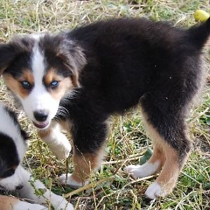 Luna Lovegood 10 Wochen