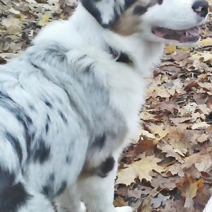 kjhgfdsahttp://www.aussie.de/forum/album.php?albumid=466&attachmentid=11999