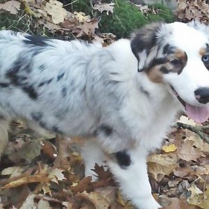 CAM00458http://www.aussie.de/forum/album.php?albumid=466&attachmentid=12000