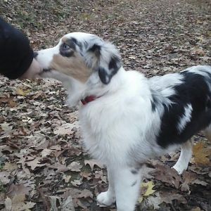 CAM00455http://www.aussie.de/forum/album.php?albumid=466&attachmentid=12001