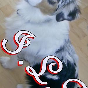 avihttp://www.aussie.de/forum/album.php?albumid=466&attachmentid=12002