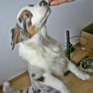 PIC 0015http://www.aussie.de/forum/album.php?albumid=466&attachmentid=12003