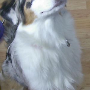 PIC 001http://www.aussie.de/forum/album.php?albumid=466&attachmentid=120044