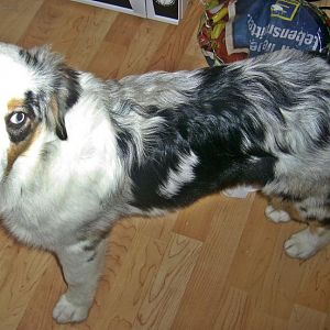 PIC 0007http://www.aussie.de/forum/album.php?albumid=466&attachmentid=12005