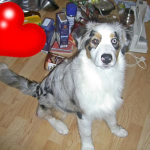 PIC 0011http://www.aussie.de/forum/album.php?albumid=466&attachmentid=12006