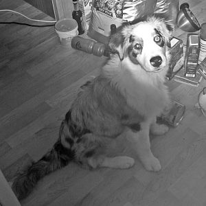 PIC 0010http://www.aussie.de/forum/album.php?albumid=466&attachmentid=12007