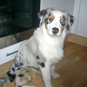 k PIC 0007http://www.aussie.de/forum/album.php?albumid=466&attachmentid=12008