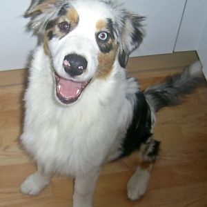 k PIhttp://www.aussie.de/forum/album.php?albumid=466&attachmentid=12009C 0001