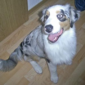 k PIC 0002http://www.aussie.de/forum/album.php?albumid=466&attachmentid=12010