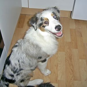 k PIC 0003http://www.aussie.de/forum/album.php?albumid=466&attachmentid=12011