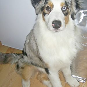 5ohy9yr3http://www.aussie.de/forum/album.php?albumid=466&attachmentid=12012