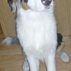 jts5hw5mhttp://www.aussie.de/forum/album.php?albumid=466&attachmentid=12013