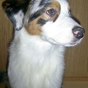 ujwvnkeuhttp://www.aussie.de/forum/album.php?albumid=466&attachmentid=12014