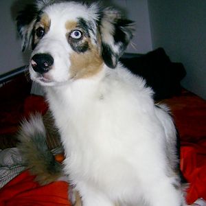 PIC 0001http://www.aussie.de/forum/album.php?albumid=466&attachmentid=12015