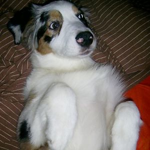 k PIC 0004http://www.aussie.de/forum/album.php?albumid=466&attachmentid=12016