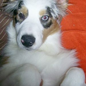 k PIC 0006http://www.aussie.de/forum/album.php?albumid=466&attachmentid=12017