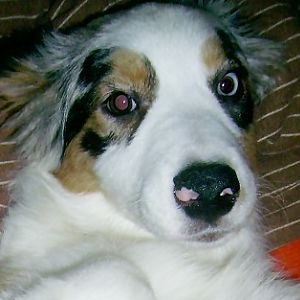 k PIC 0003http://www.aussie.de/forum/album.php?albumid=466&attachmentid=12018