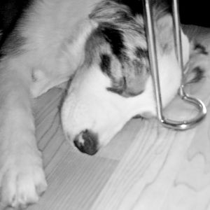 Leila Lehttp://www.aussie.de/forum/album.php?albumid=466&attachmentid=12019e (23)