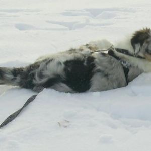 PIC 0002http://www.aussie.de/forum/album.php?albumid=466&attachmentid=12020