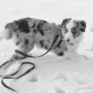 PIC 0003http://www.aussie.de/forum/album.php?albumid=466&attachmentid=12021