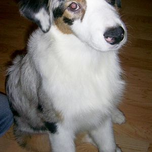 PIC 0016http://www.aussie.de/forum/album.php?albumid=466&attachmentid=12022