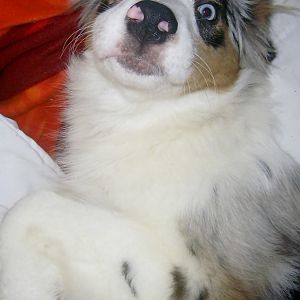 k PIC 0005http://www.aussie.de/forum/album.php?albumid=466&attachmentid=12023