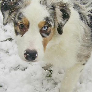 PIC 0007http://www.aussie.de/forum/album.php?albumid=466&attachmentid=12024