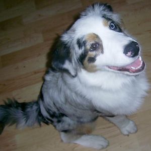 PIC 0008http://www.aussie.de/forum/album.php?albumid=466&attachmentid=12026