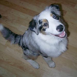 PIC 0013http://www.aussie.de/forum/album.php?albumid=466&attachmentid=12027