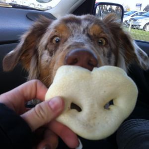 ne schweinenase als snack