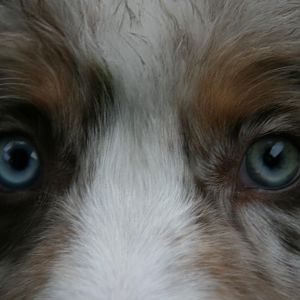 Sein Grünes Auge wird immer gelber :) (Mit 12 Wochen)