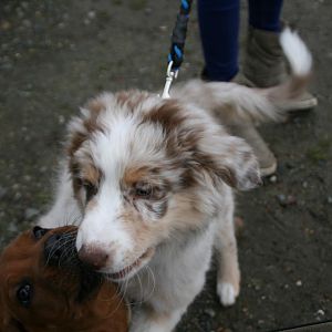 Cooper mit seinem neuen Kumpel. (Mit 12 Wochen)