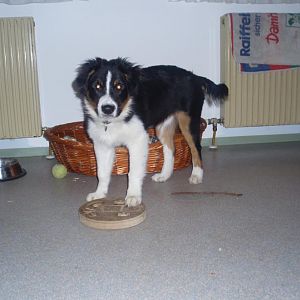 Da fehlen Leckerlies. bitte füllen!!