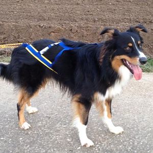 Zughundesport auf Inliner