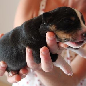 Benshi 1 Woche alt/jung