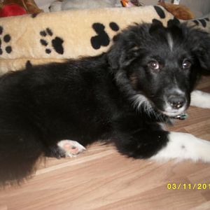 MD002431http://www.aussie.de/forum/album.php?albumid=467&attachmentid=12416