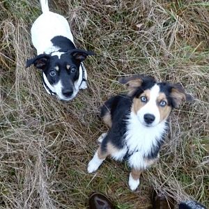 Sind wir nicht tolle Hunde?! ;)