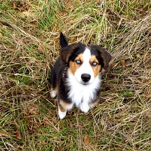 Ich mach so schön "sitz"